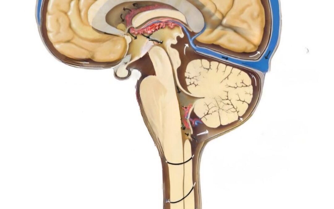 Rytmy czaszkowe – szybki rytm, średni pływ, długi pływ