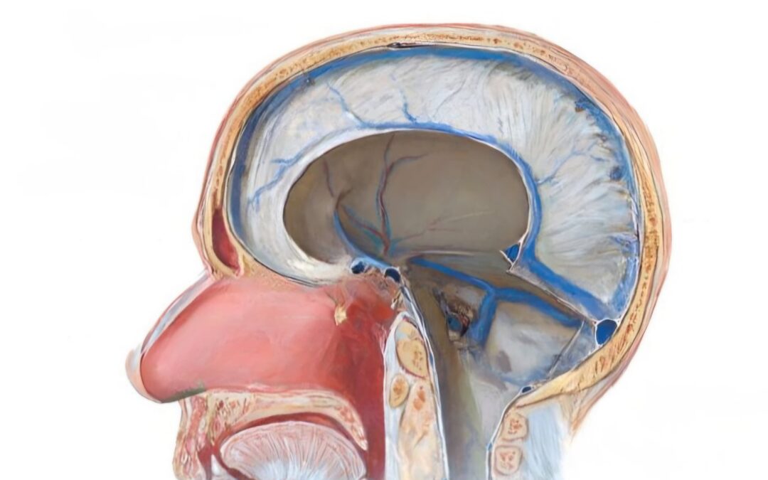 Błony wzajemnego napięcia – jak pracuje mózgoczaszka i namiot móżdżku
