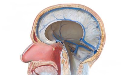 Blog 41 Błony wzajemnego napięcia – jak pracuje mózgoczaszka i namiot móżdżku