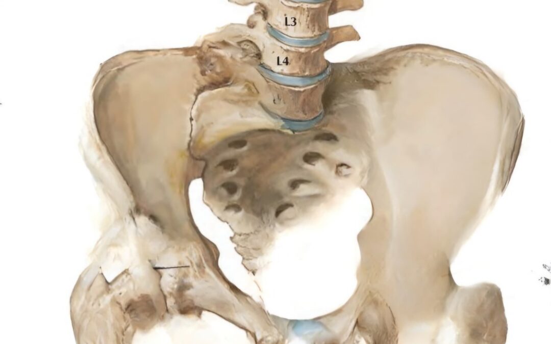 Kość krzyżowa w osteopatii – dlaczego sacrum reguluje cały układ?
